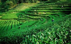 上海建1000㎡茶葉冷庫(kù)（冷藏、冷凍庫(kù)倉(cāng)庫(kù)）安裝預(yù)算多少錢